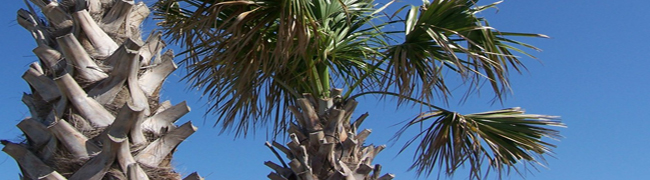 tree trimming, messy palm trees - Bill Salvatore, Realty Excellence, Arizona Elite Properties 602-999-0952